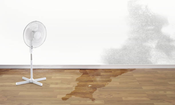 Best Flood restoration services  in Lantana, FL